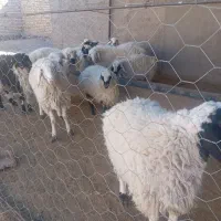 بره نر|حیوانات مزرعه|درمیان, |دیوار