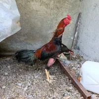 خروس لاری اصیل