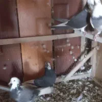 کبوتر|پرنده|قم, باغ کرباسی|دیوار