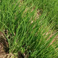 نشا پیاز مینروا|خدمات باغبانی و درختکاری|عنبرآباد, |دیوار