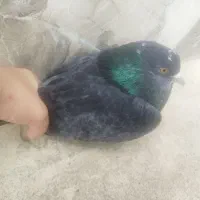 کبوتر نر|پرنده|فومن, |دیوار
