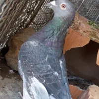 تعداد کبوتر مسافتی