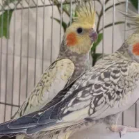عروس هلندی جفت و جوجه عروس