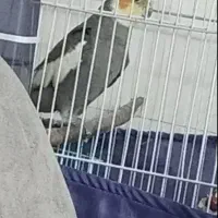 عروس هلندی نر بالغ سخنگو