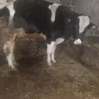 گوساله نر|حیوانات مزرعه|ترکمانچای, |دیوار