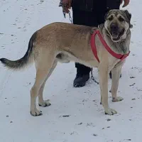 سگ سرابی