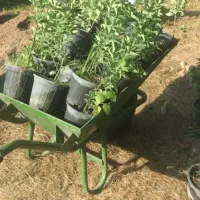 شمشاد طلایی در چند سایز|گل و گیاه طبیعی|نور, |دیوار