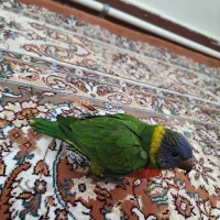 طوطی لوریکیت|پرنده|تهران, باشگاه نفت|دیوار