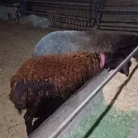بره نر هترو غزل افشاری