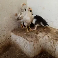 جوجه و اردک خارجی