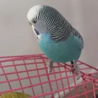 یک جفت مرغ عشق سالم وجوان وبالغ۴۵۰ تومان|پرنده|دماوند, مسکن مهر گیلاوند|دیوار