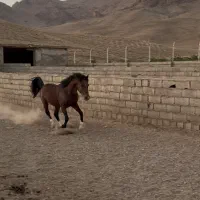 اسب با مدارک و میکروچیپ قیمت مناسب|اسب و تجهیزات اسبسواری|شهرکرد, |دیوار