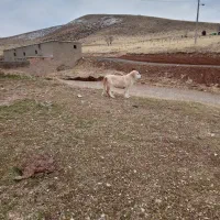 توله ماده پژدر