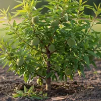 نهال بادام فرانیس مقاوم سرما تحویل سریع