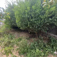 پیوند کنار و مرکبات