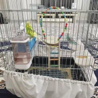 مرغ عشق مولد