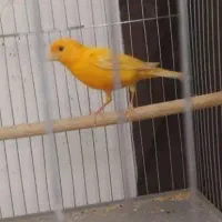 قناری ماده پرتقالی