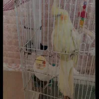 عروس هلندی جفت