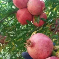 انار درجه یک|خوردنی و آشامیدنی|کوهنانی, |دیوار