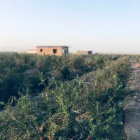 فروش باغ انار حاده ساوه سلفچگان بصورت تمام چک