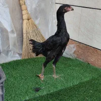 جوجه اوشامو|حیوانات مزرعه|تهران, کیانشهر|دیوار