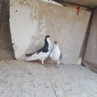 دوجفت چپ سالم|پرنده|سبزوار, قصبه شرقی|دیوار