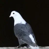 تعداد جوجه شاه شیراز