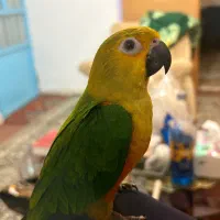 جوجه خورشیدی