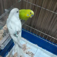 دو عدد مرغ عشق نرو ماده سبزه|پرنده|اسلامشهر, مسکن مهر اسلاشهر (شهرک امام خمینی)|دیوار