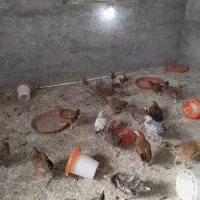 مرغ و خروس بالای 4ماه|حیوانات مزرعه|قنوات, |دیوار