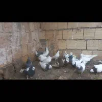 کبوتر|پرنده|درگز, |دیوار