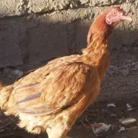 مرغ کوردی معاوضه با بوقلمون وکبوتر|حیوانات مزرعه|بوکان, |دیوار