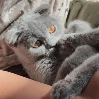 گربه