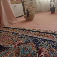 مینا سخنگو|پرنده|چناران, |دیوار