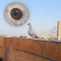 کرمونی سبز روشن ماده