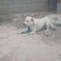 سگ نگهبان