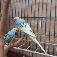 مرغ عشق انگلیسی گرید B