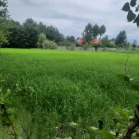 شالیزار4هزارمتری برجاده اصلی