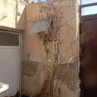 درخت و گل|گل و گیاه طبیعی|رباط‌کریم, رباط‌کریم|دیوار