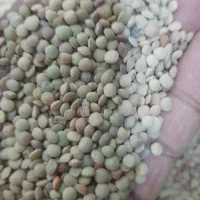 حبوبات خورده وعمده با قیمت استثنایی