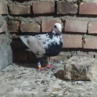 کبوتر المانی|پرنده|گنبد کاووس, |دیوار