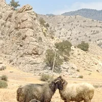 فروش میش