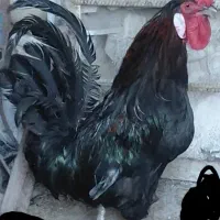 خروس مشکی غیرتی و غربتی
