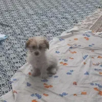 سگ شیتزو ۳ ماهه