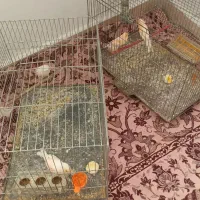 پرنده|پرنده|بومهن, |دیوار