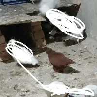 کفترباخت'خورده