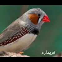 فنچ -کبوتر خانگی