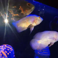 ماهی اسکار|ماهی|سقز, |دیوار