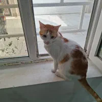 واگذاری گربه dsh خونگی