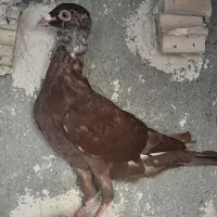 کفتر نر پرشی